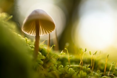 The mushroom selective focus photos
